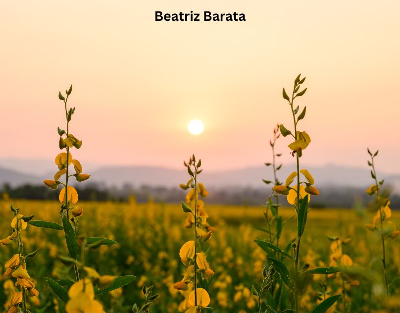 Beatriz Barata Aproveite o pôr do sol com flores